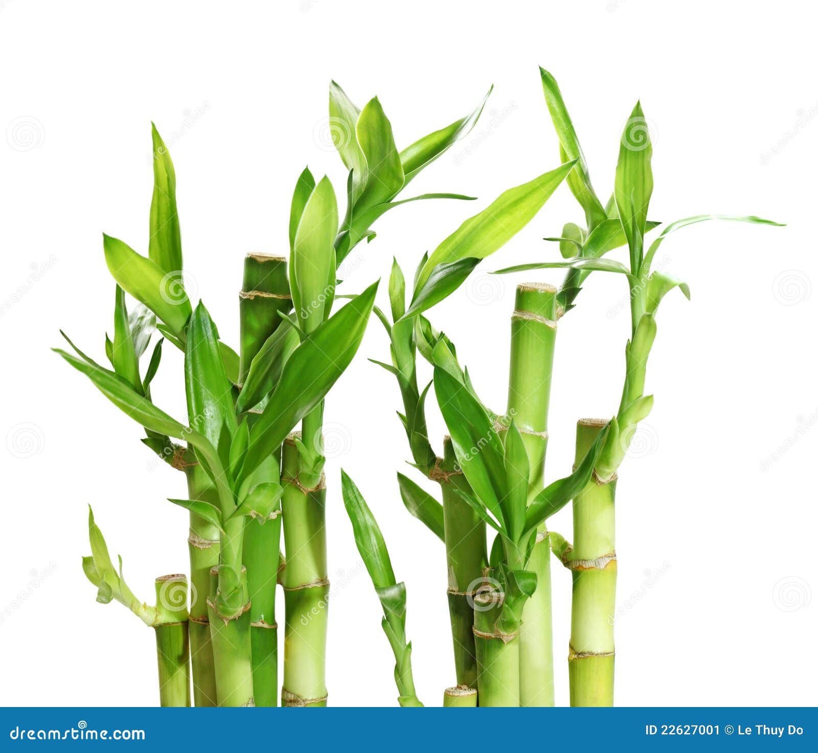 Lucky Bamboo Stock Image Image 22627001