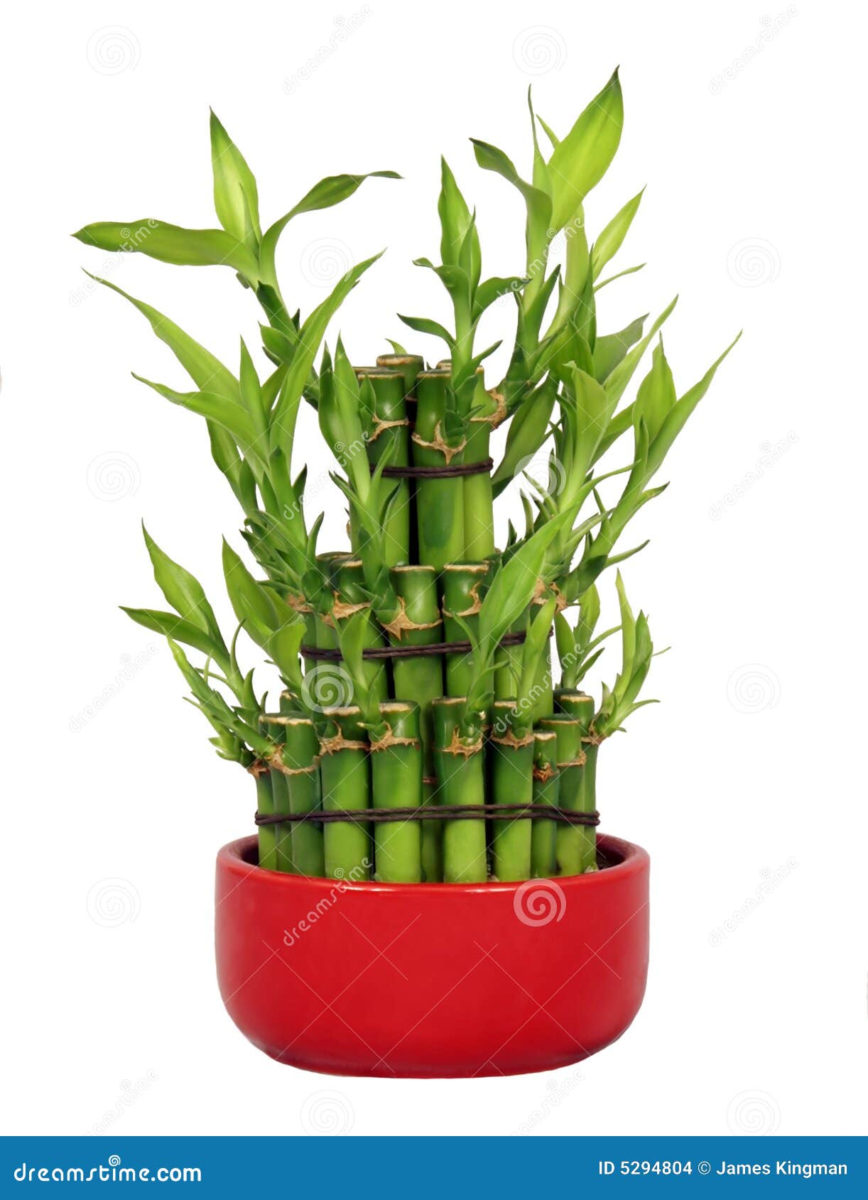 Lucky Bamboo stock photo. Image of chinese, shui, plant 5294804