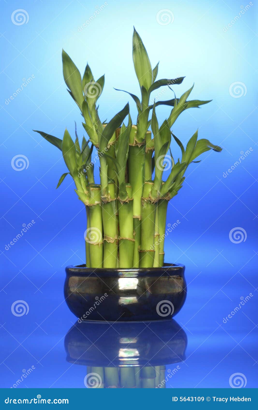 Lucky bamboo stock image. Image of nature, energy, houseplant 5643109