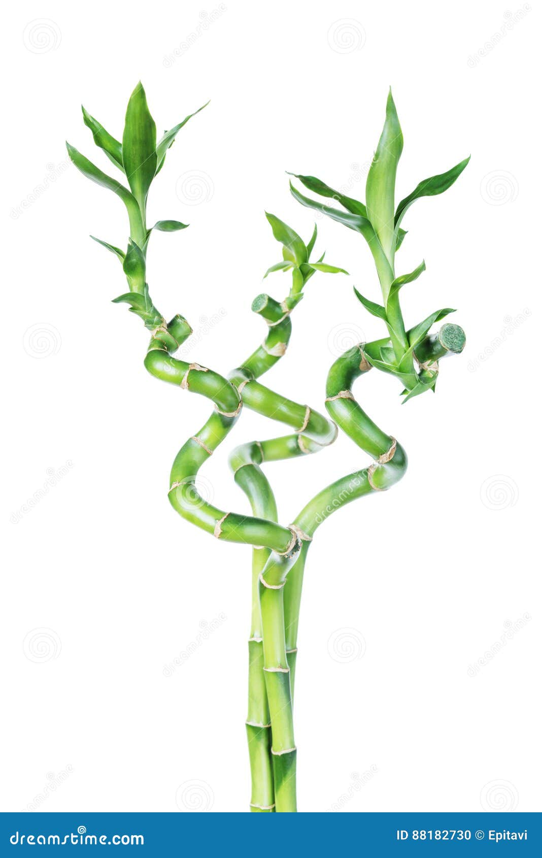 Lucky Bamboo Dracaena Sanderiana Foto de Stock Imagem de fundo