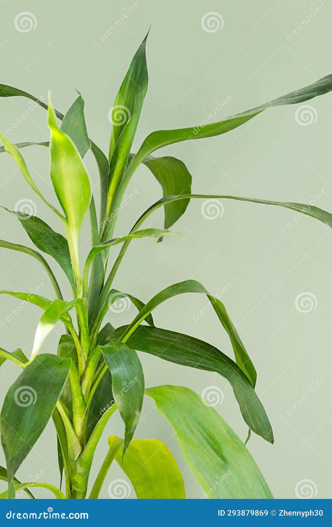 Lucky Bamboo Green Leaves in Sunlight, Close Up Stock Image Image of