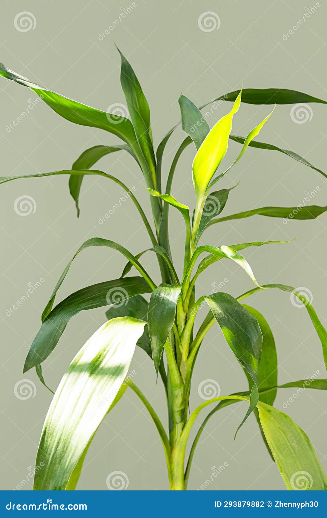 Lucky Bamboo Green Leaves in Sunlight, Close Up Stock Photo Image of