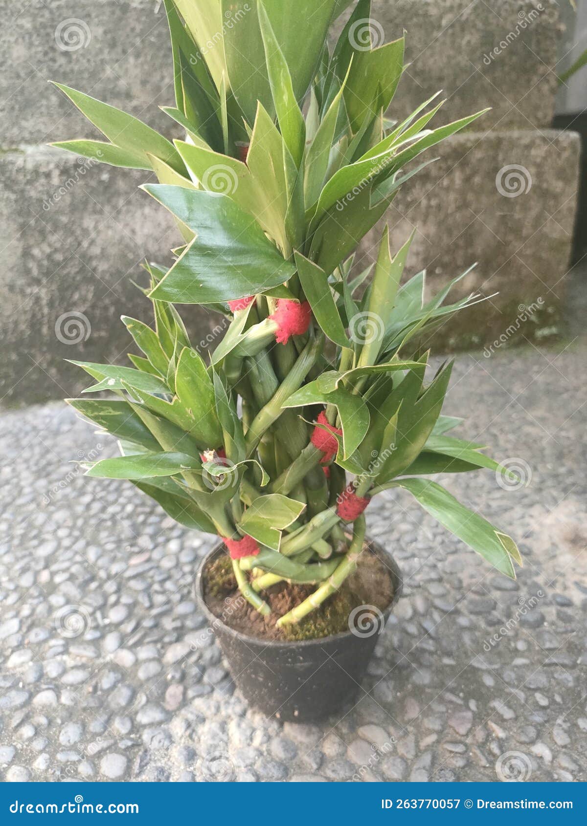 Lucky bamboo tree stock image. Image of herb, houseplant 263770057