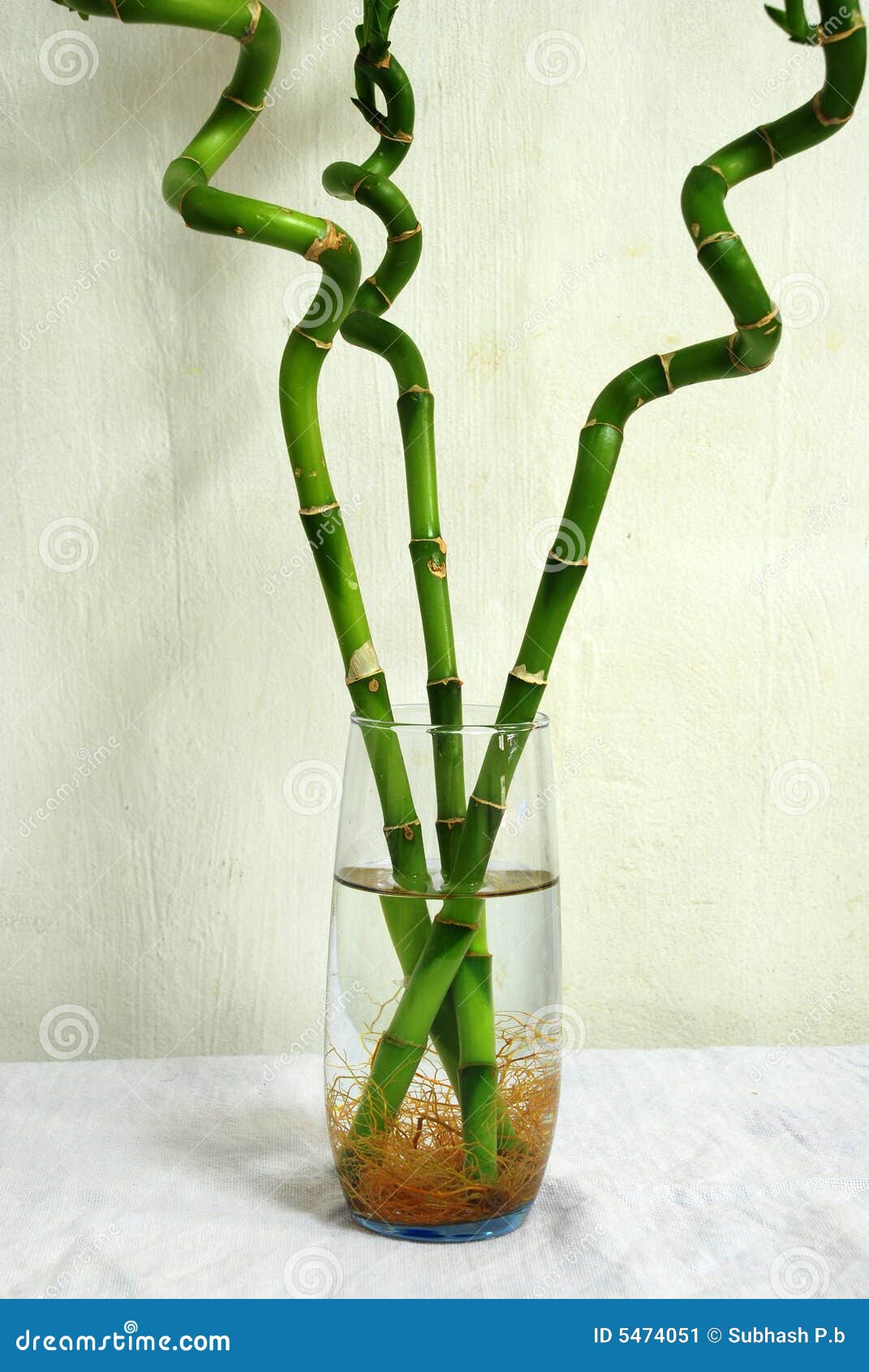 Lucky Bamboo Trees in a Glass Stock Image Image of water, garden 5474051