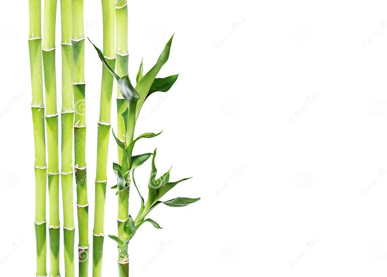 Lucky Bamboo on White Background Stock Photo - Image of like, indoor ...