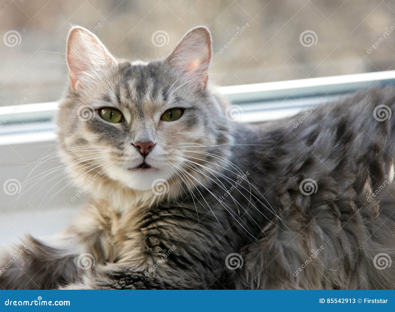 Lucky cats stock image. Image of cats, pets, roadnsiberia 85542913