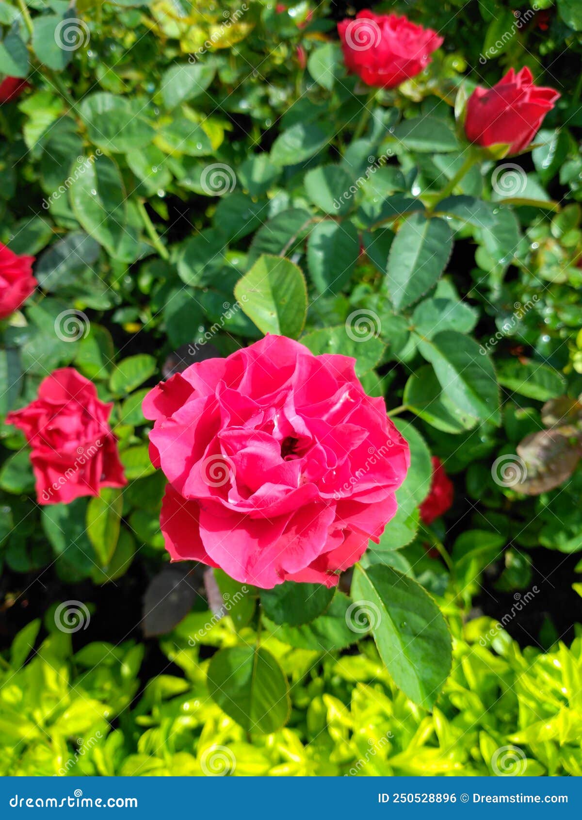 Lucky colour stock photo. Image of garden, roses, shrub 250528896