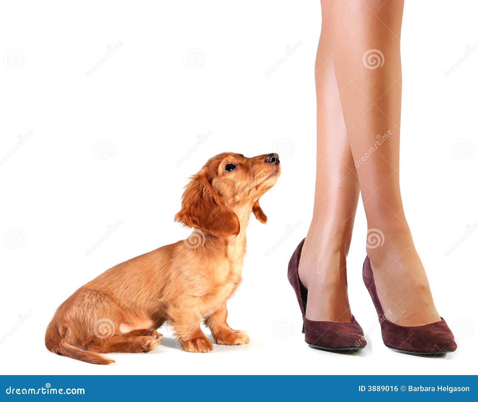 Lucky puppy stock photo. Image of pumps, looking, miniature 3889016