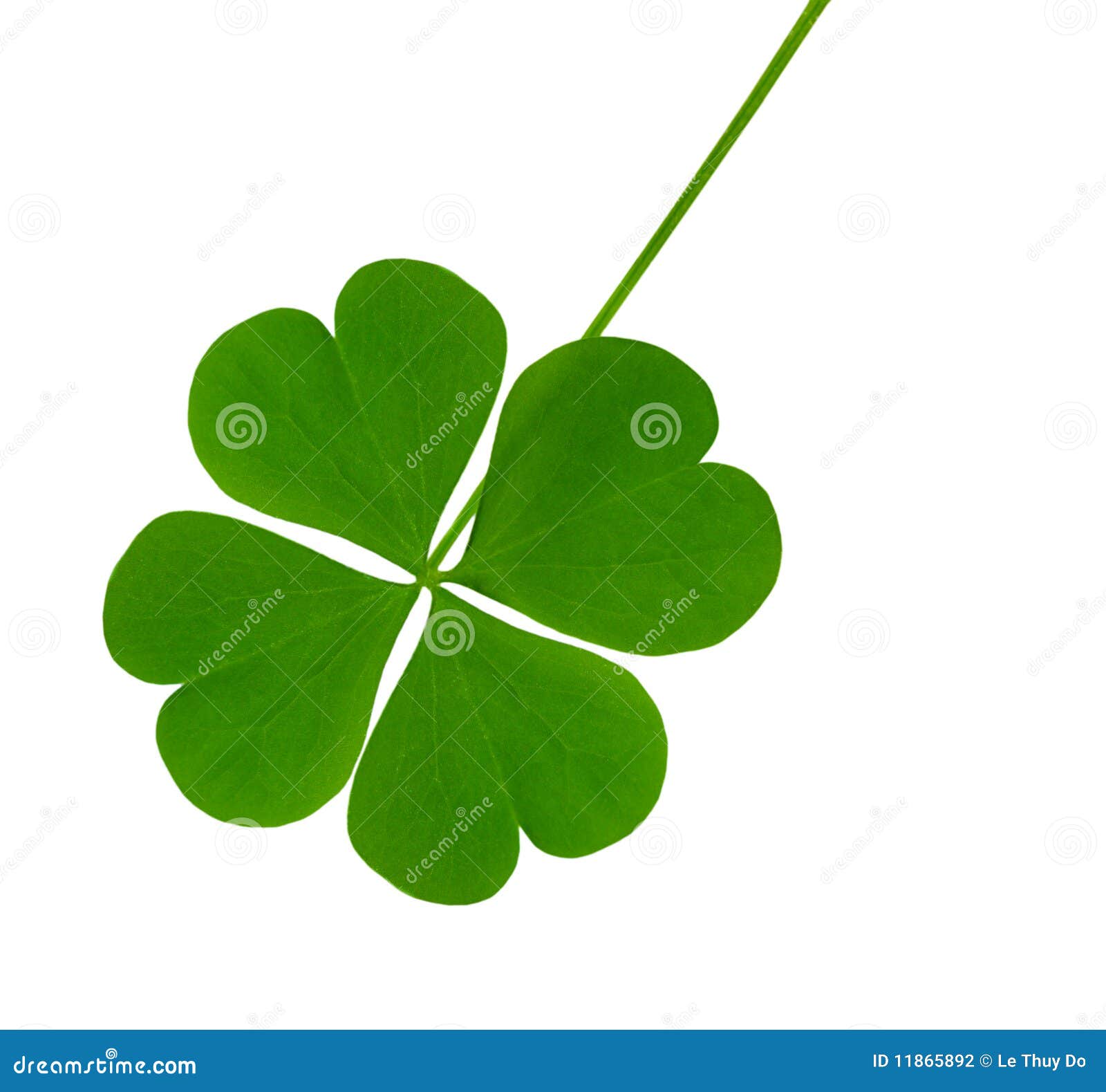 lucky shamrock