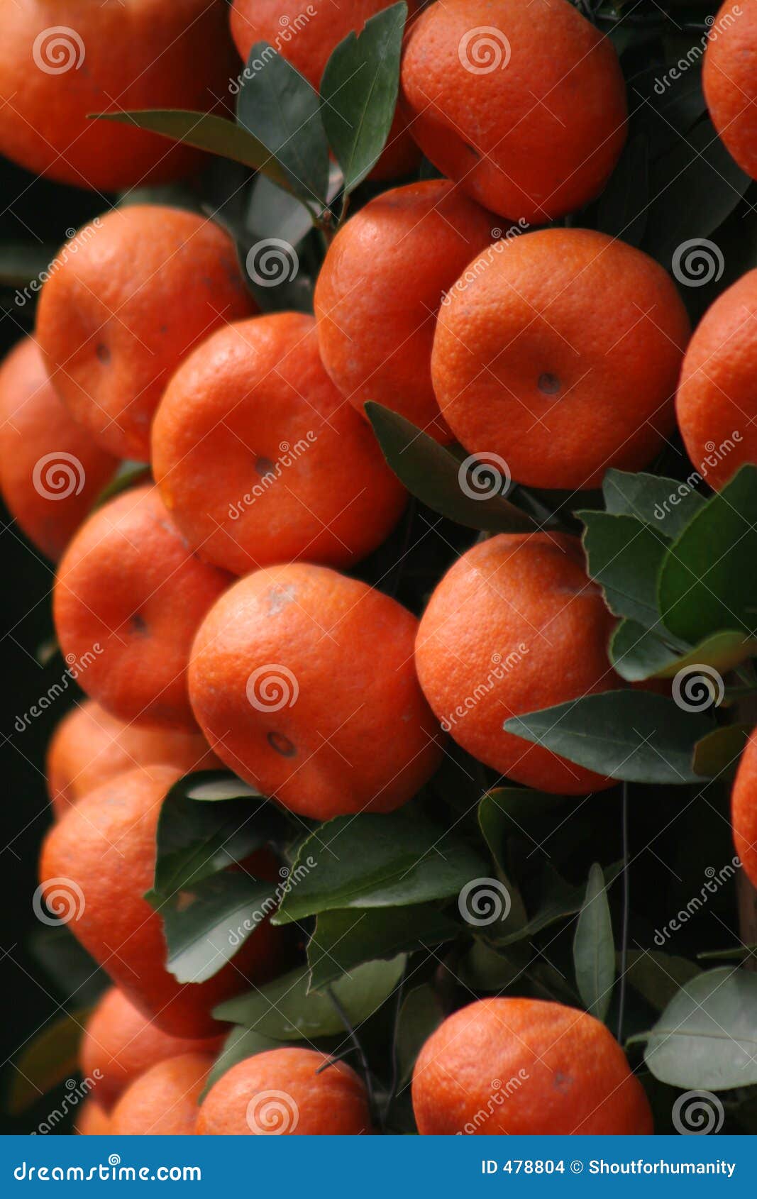 lucky tangerines