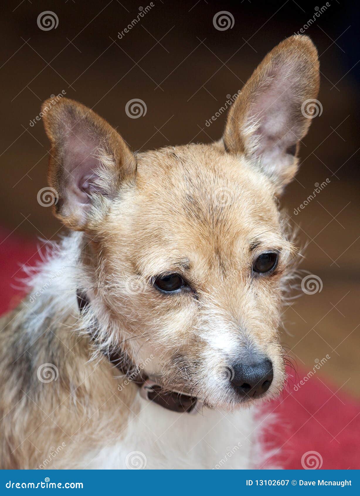 Lucy stockbild. Bild von haustier, hund, hunde, russel 13102607