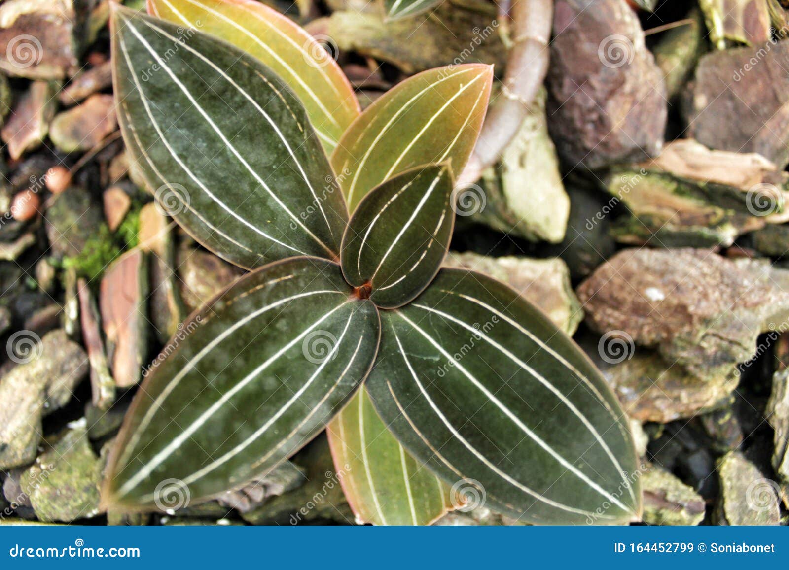 Ludisia Colorida Cambia De Color Las Hojas De Orquídea En El Jardín Imagen  de archivo - Imagen de verde, especie: 164452799