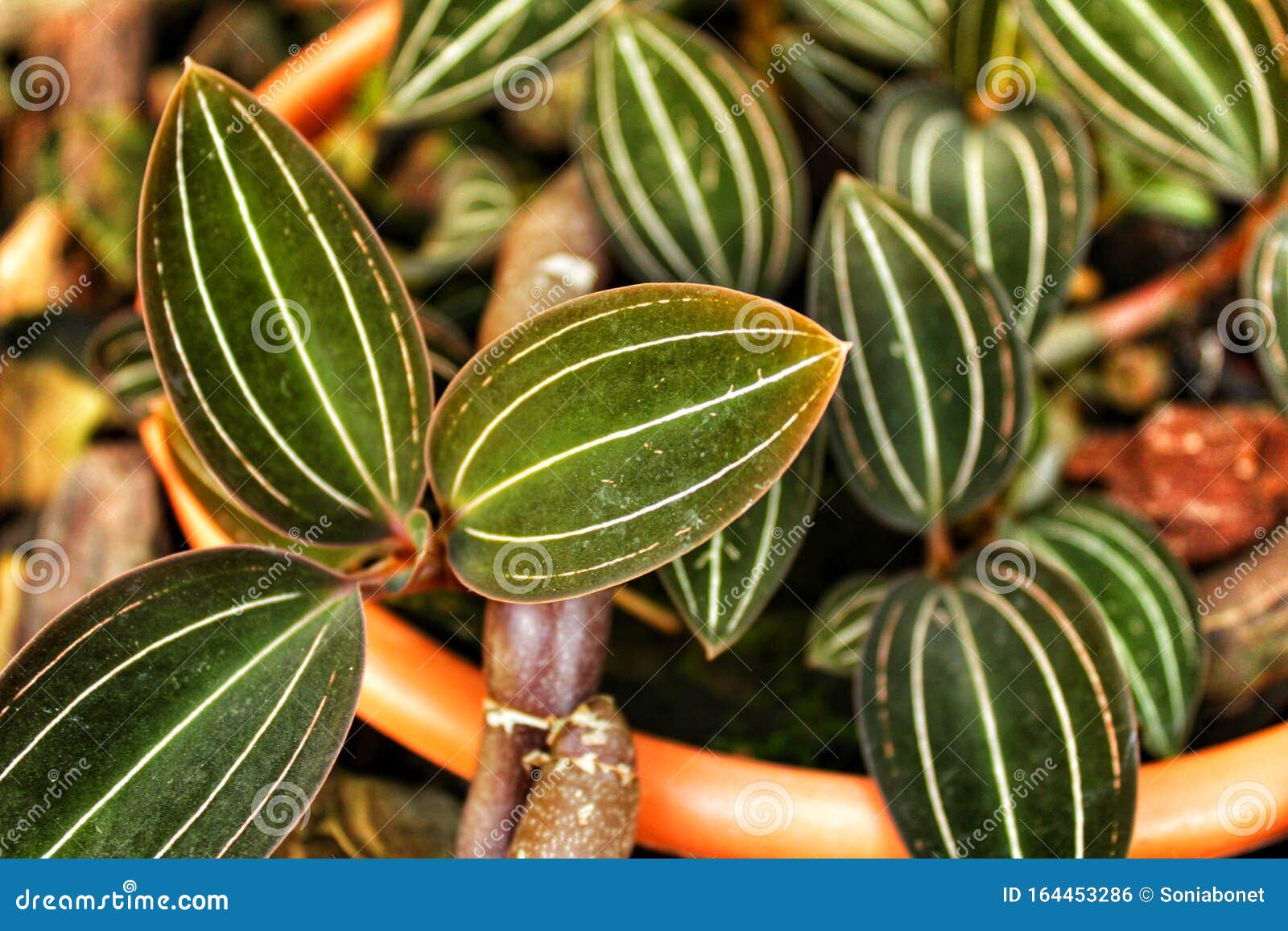 Ludisia Colorida Cambia De Color Las Hojas De Orquídea En El Jardín Foto de  archivo - Imagen de florecimiento, hierba: 164453286