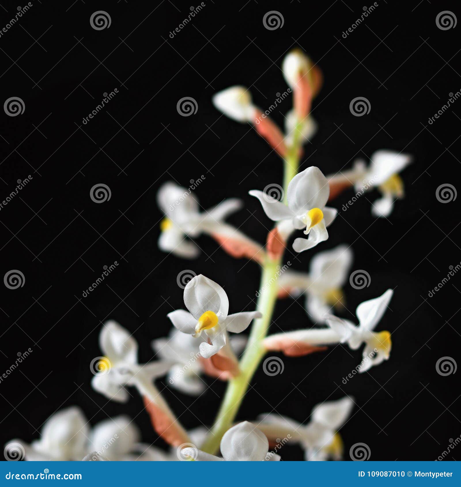 Ludisia Descolora a Flor Branca De Florescência Bonita De Orquídea De Joia  a Em Um Fundo Preto Limpo Foto de Stock - Imagem de macro, pouco: 109087010