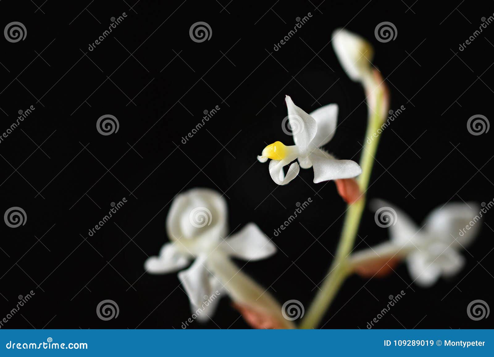 Ludisia Descolora a Flor Branca De Florescência Bonita De Orquídea De Joia  a Em Um Fundo Preto Limpo Imagem de Stock - Imagem de fundo, florescer:  109289019