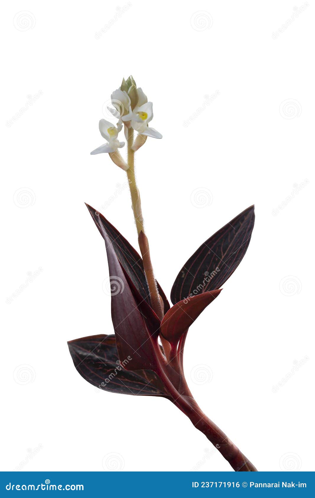 Orquídea De Ludisia Fotos de stock - Fotos libres de regalías de Dreamstime