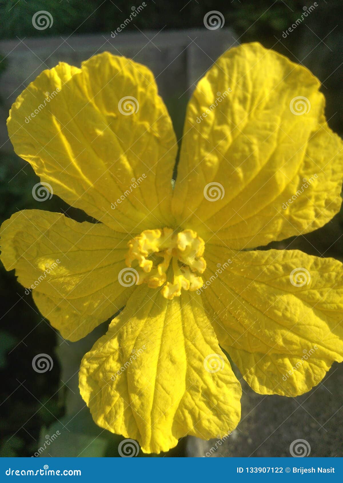 Luffa/Sponge Gourd flower stock photo. Image of beautiful 133907122