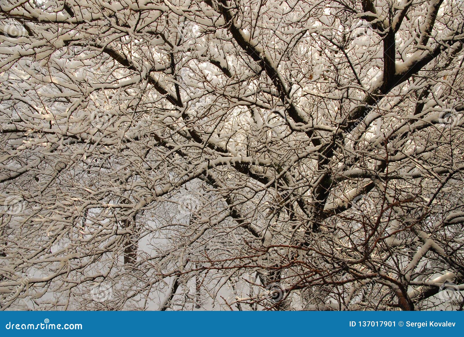 winter trees in lugansk