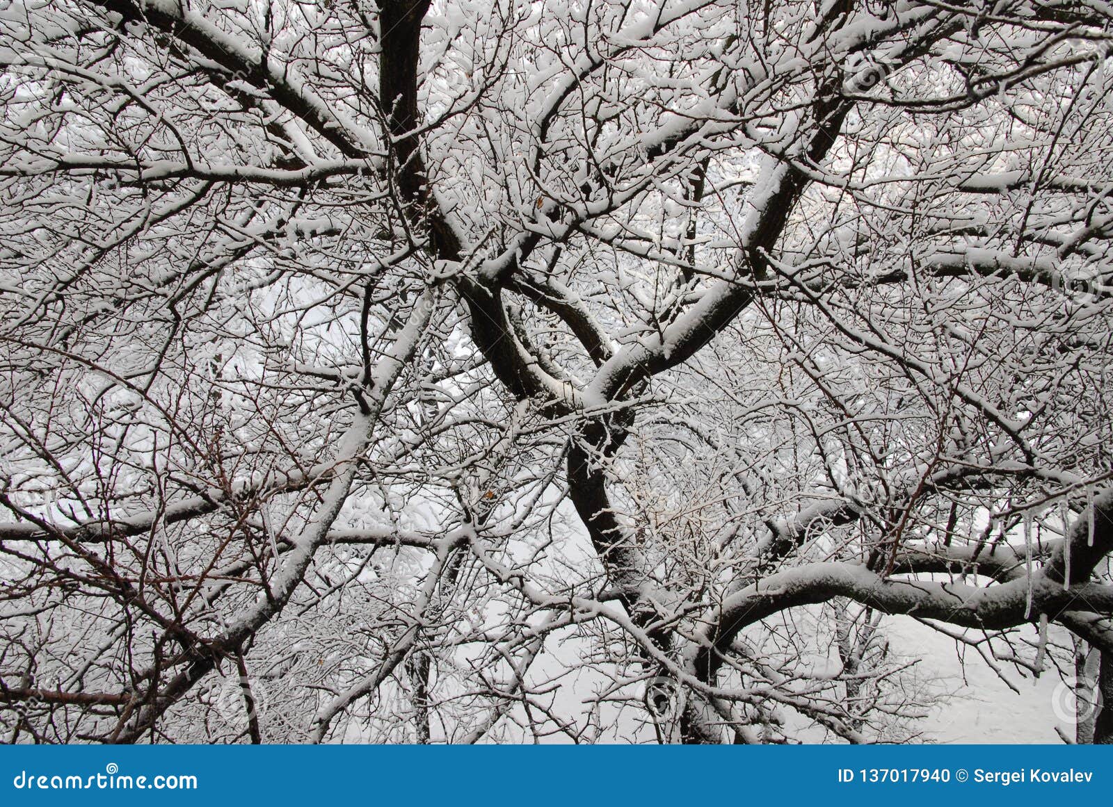winter trees in lugansk
