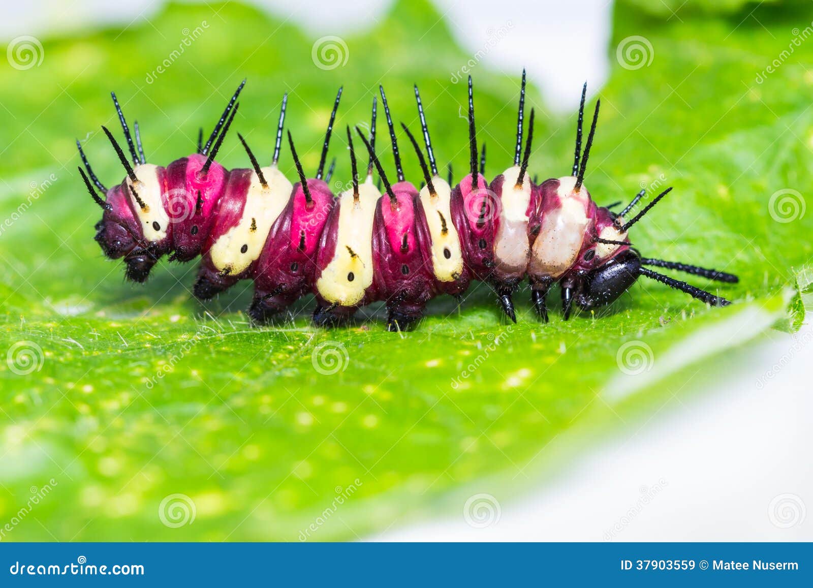 Luipaard lacewing rupsband stock afbeelding. Image of vlinder 37903559