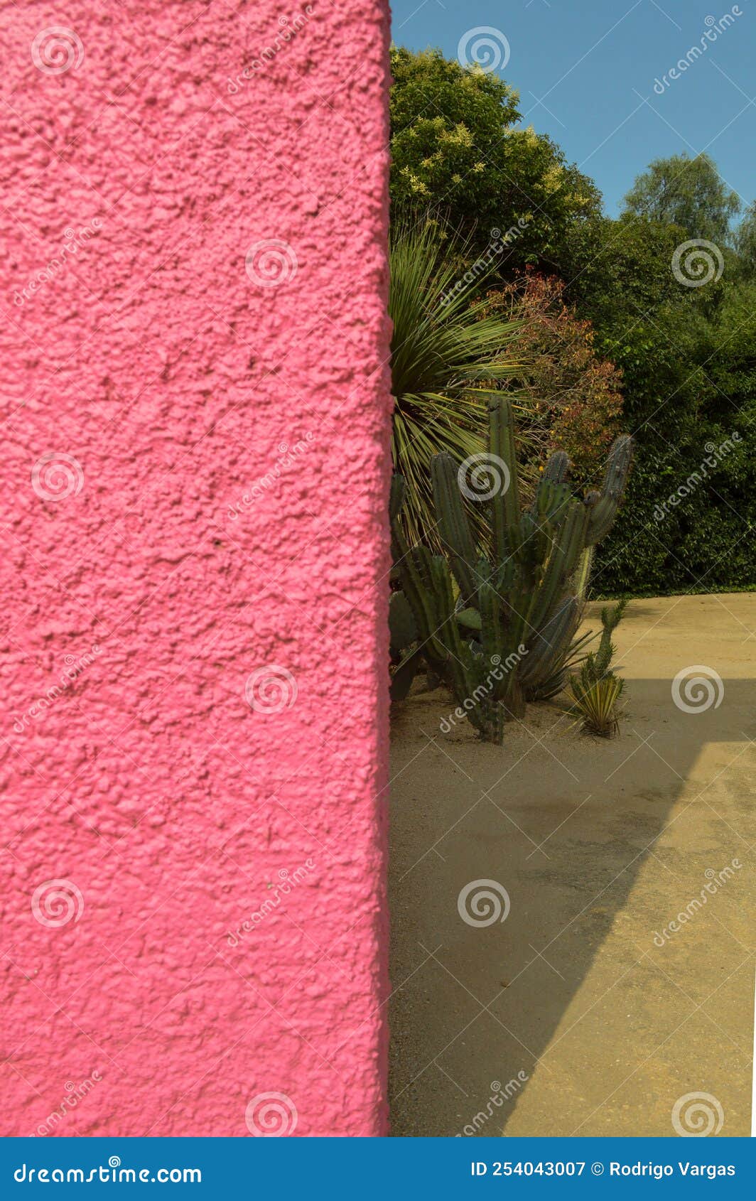 luis barragan's cuadra san cristobal pink wall, endemic vegetation and sandy ground in the background