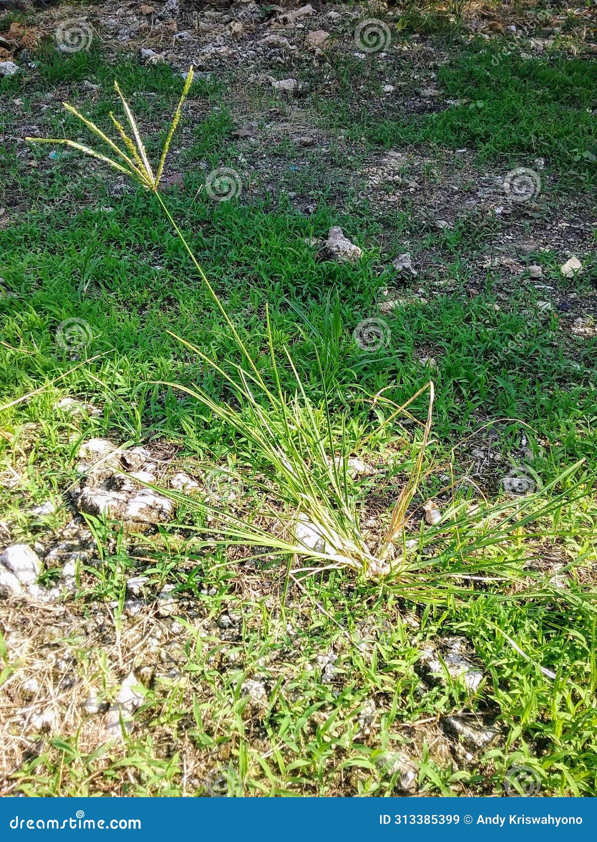 lulangan grass grows taller than the surrounding grass.