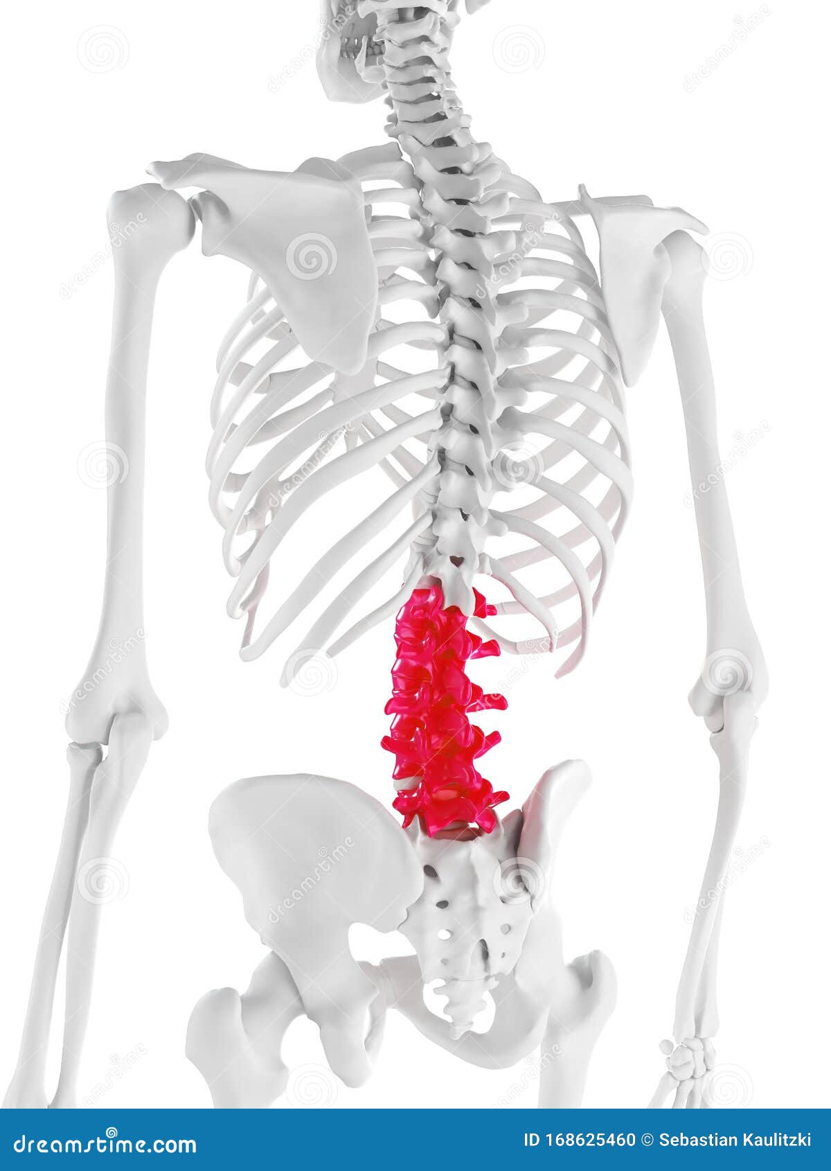 The lumbar spine stock illustration. Illustration of grey 168625460