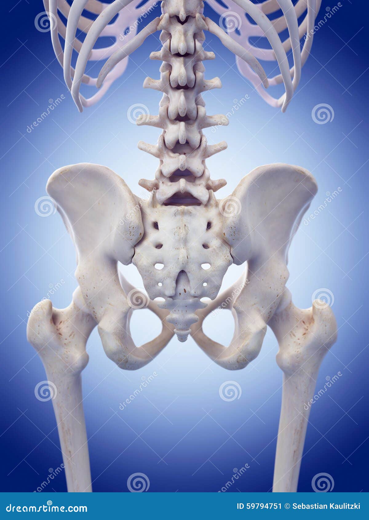 The lumbar spine stock illustration. Illustration of biology 59794751