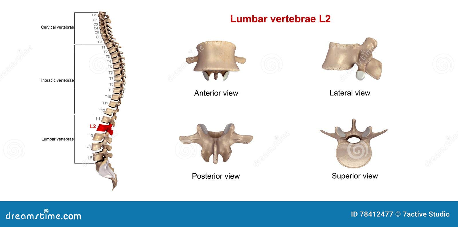 lumbar vertebrae l2