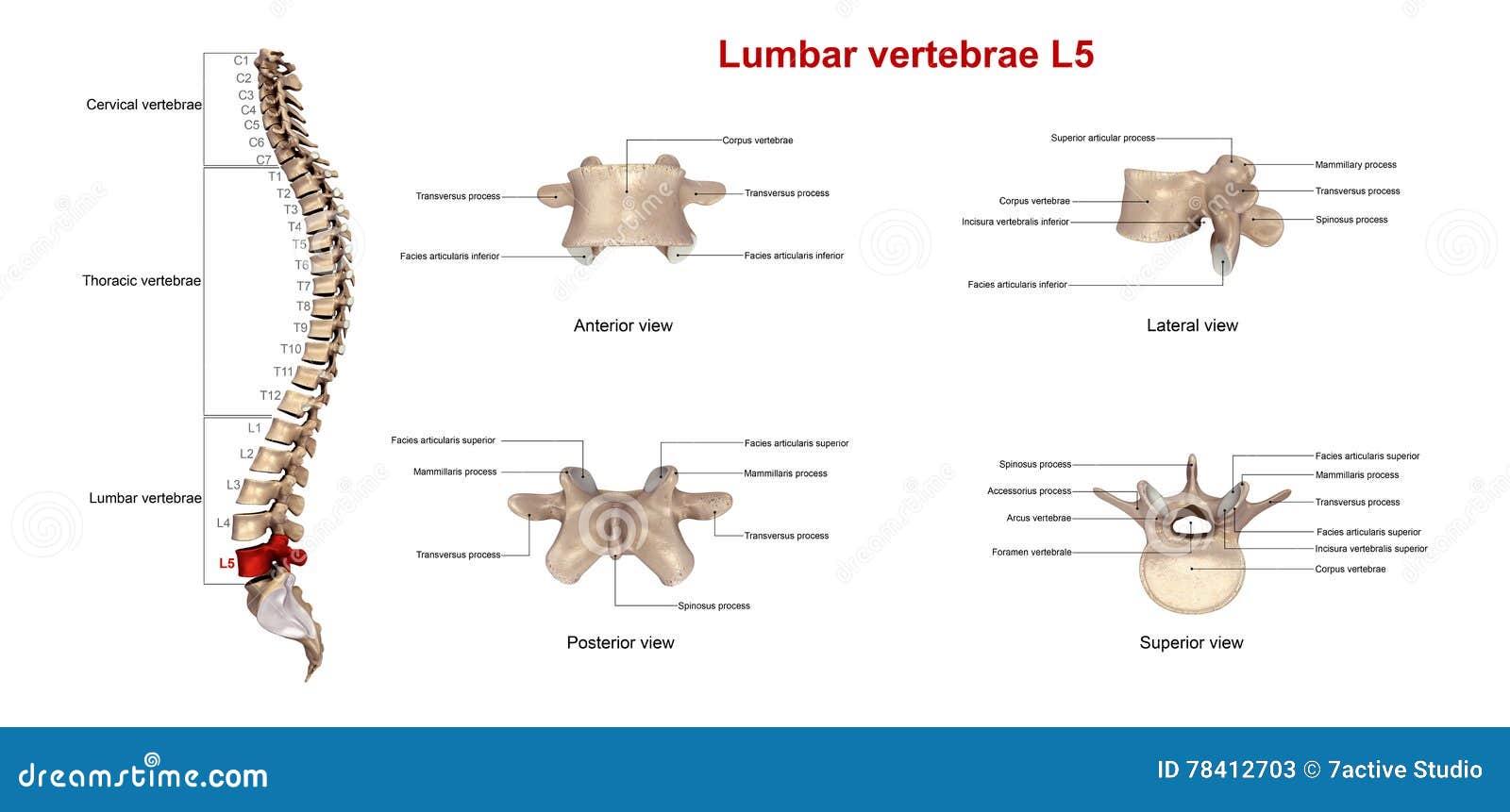 Lumbar vertebrae L5 stock illustration. Illustration of neck - 78412703
