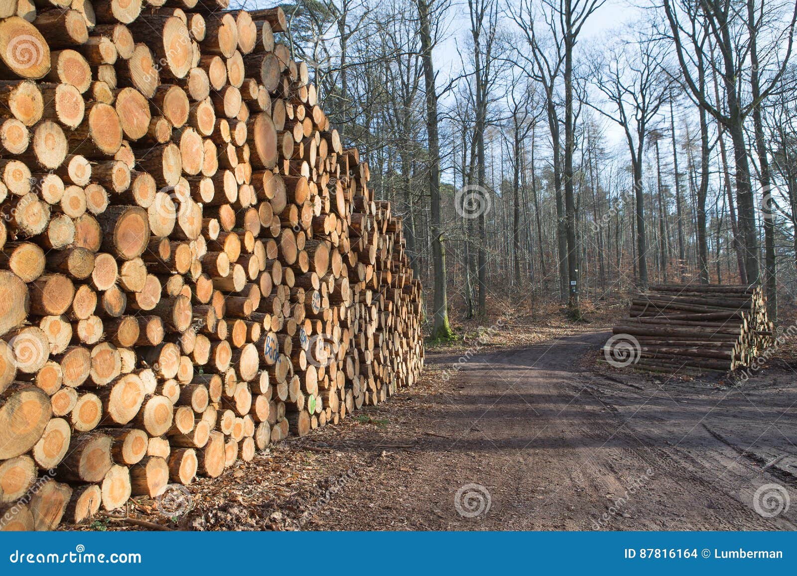Lumber in Forest stock photo. Image of lumberman, lumber 87816164