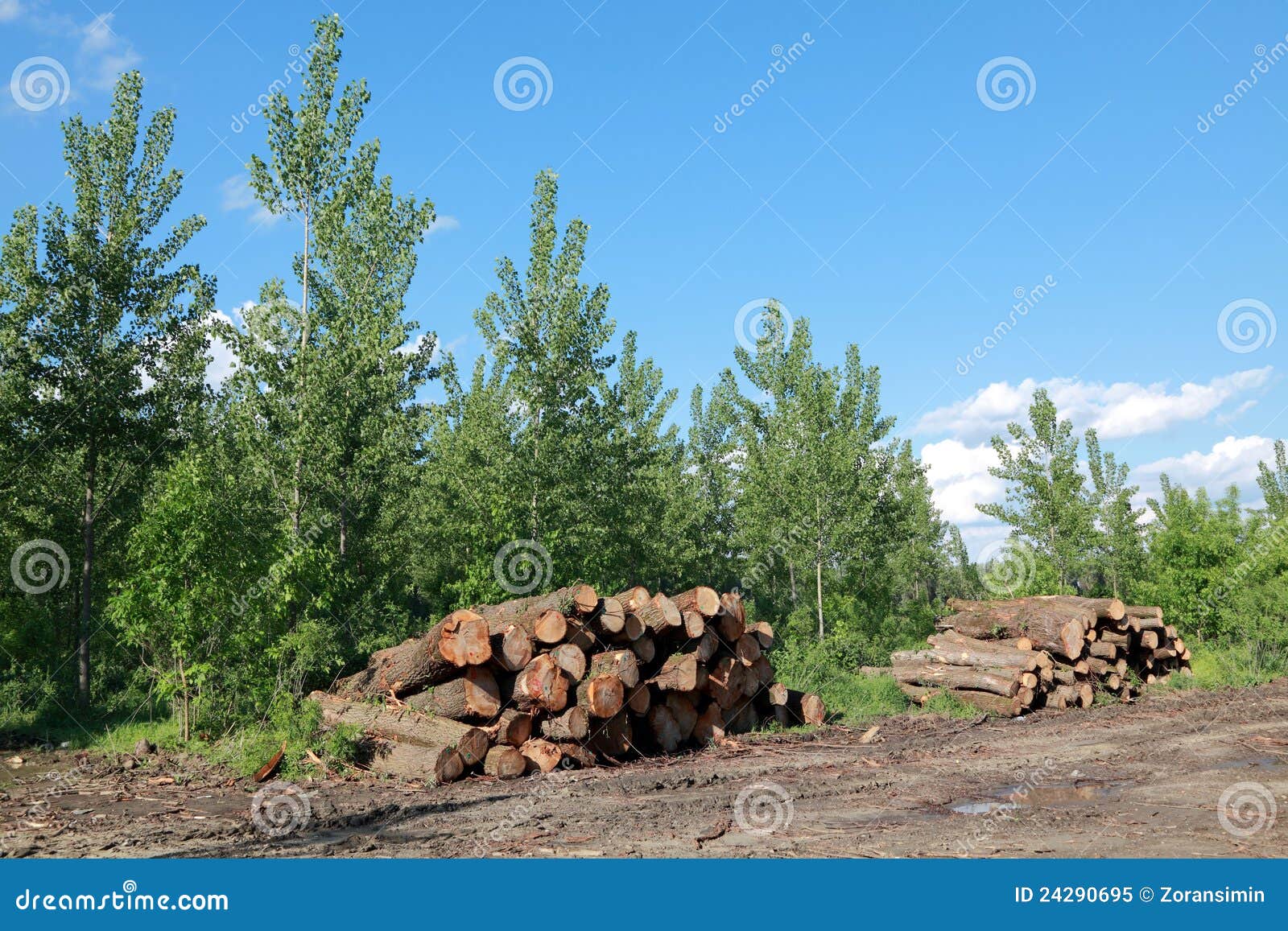 Lumber industry stock image. Image of damage, exploitation 24290695