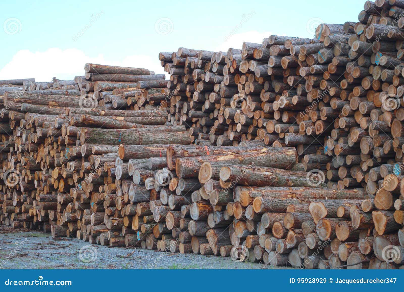 lumber yard business timber stacked forest industry environment lumbering wood