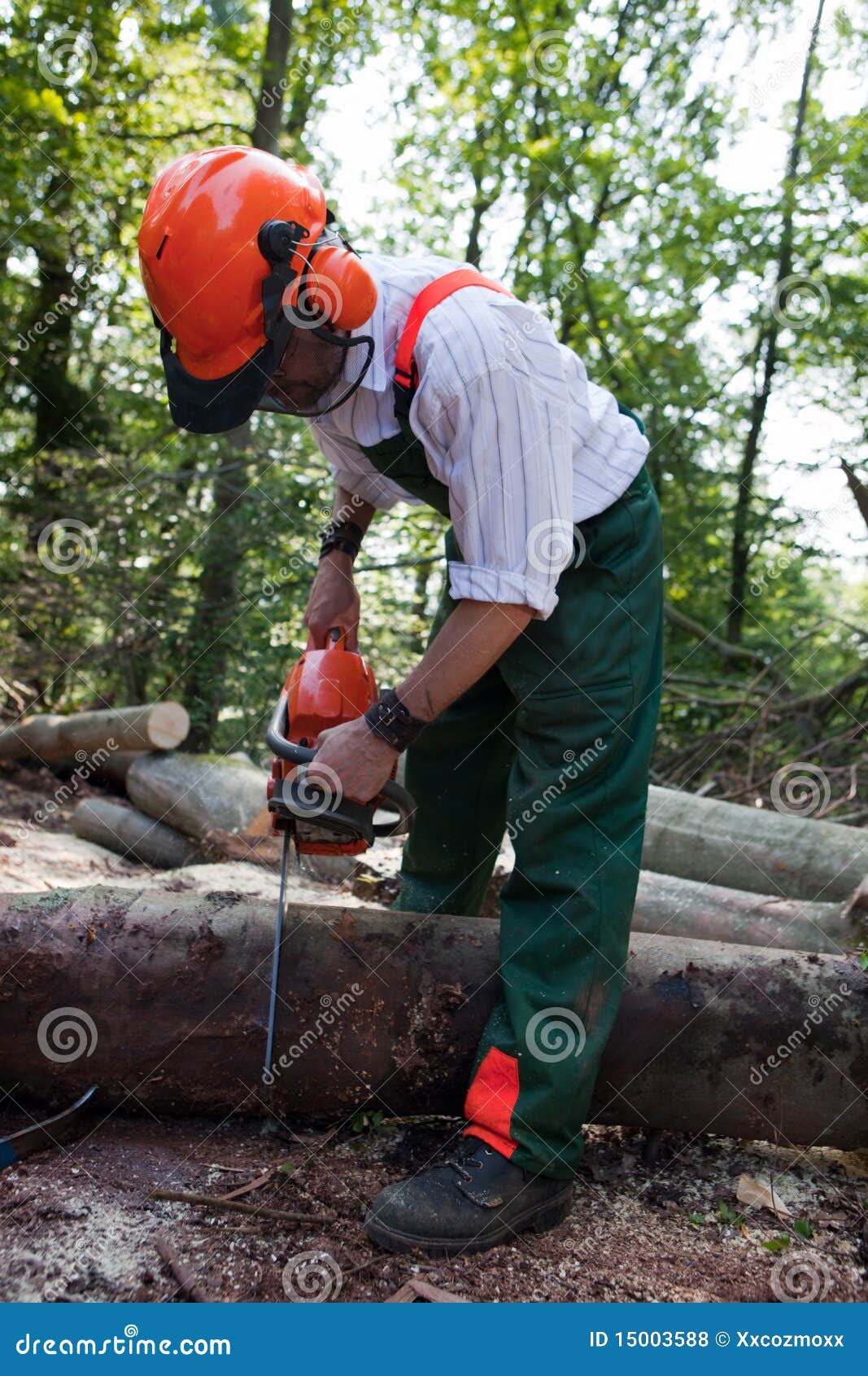 Lumberjack stock photo. Image of chainsaw, forestry, gloves 15003588