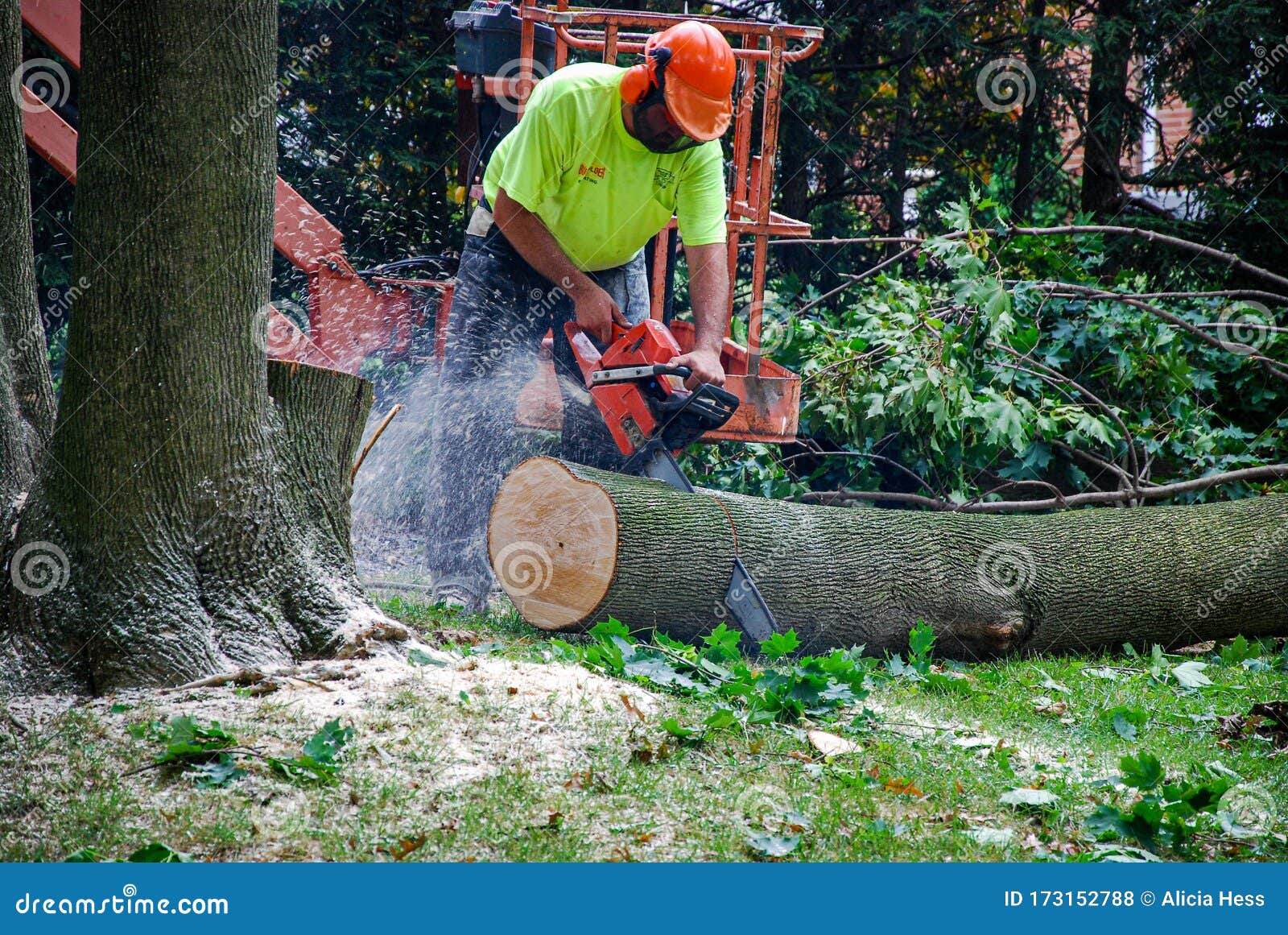 Lumberjack Cutting a Tree that Was Fallen with a Chainsaw Editorial Stock  Photo - Image of chainsaw, background: 173152788