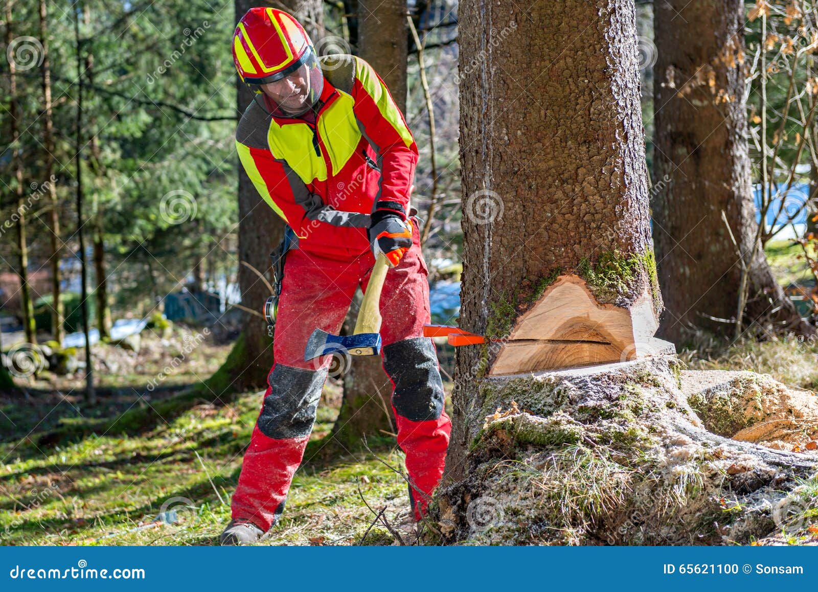 lumberjack cutting tree in forest