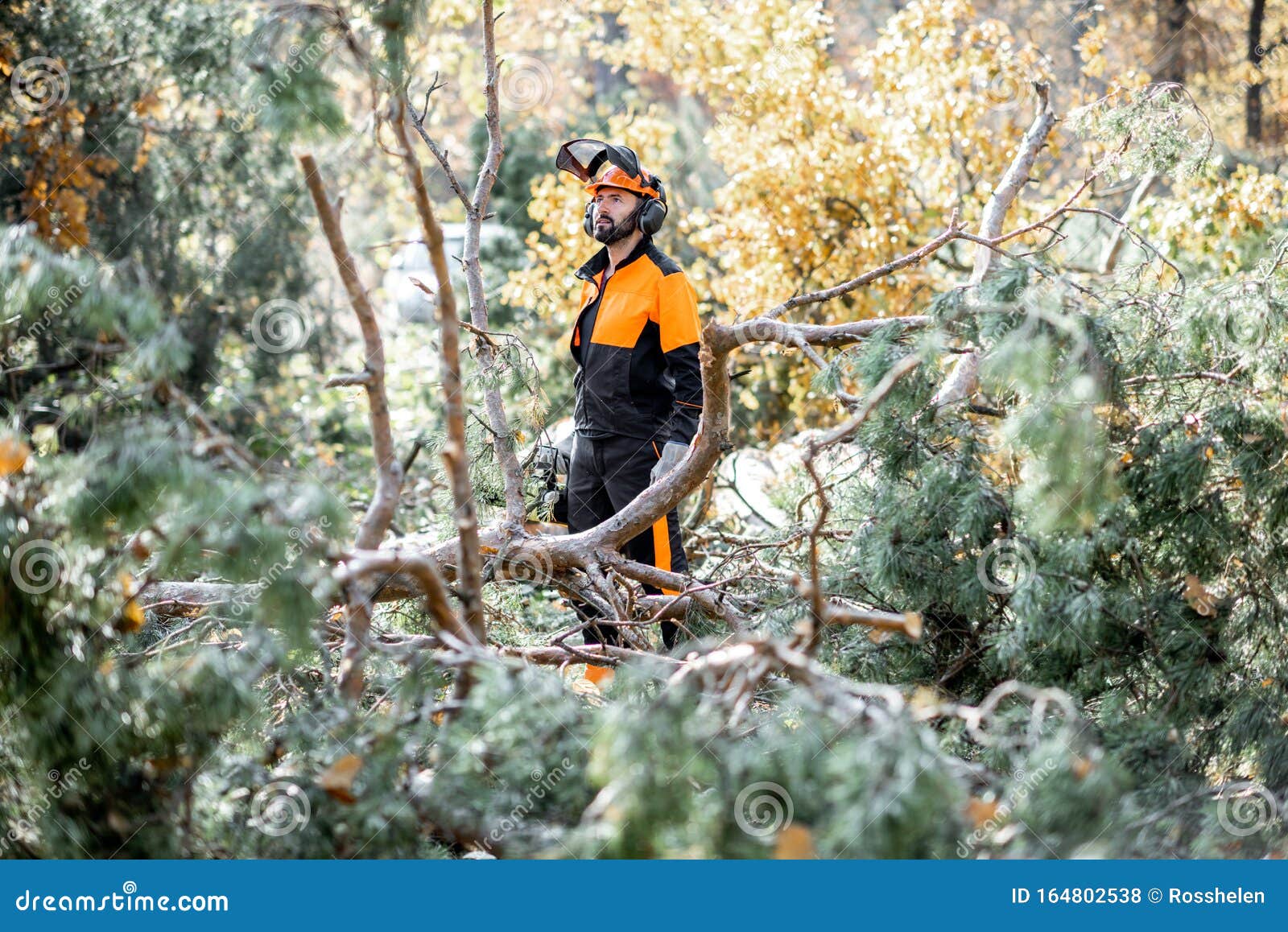 lumberman working in the forest