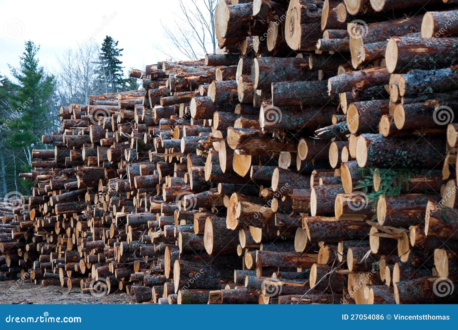 Lumberyard stock photo. Image of pile, cutting, stacked 27054086