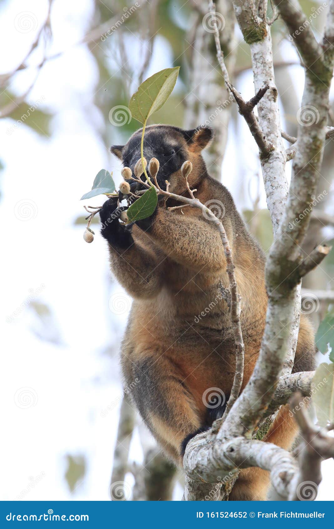 a lumholtz& x27;s tree-kangaroo & x28;dendrolagus lumholtzi& x29; queensland, australia