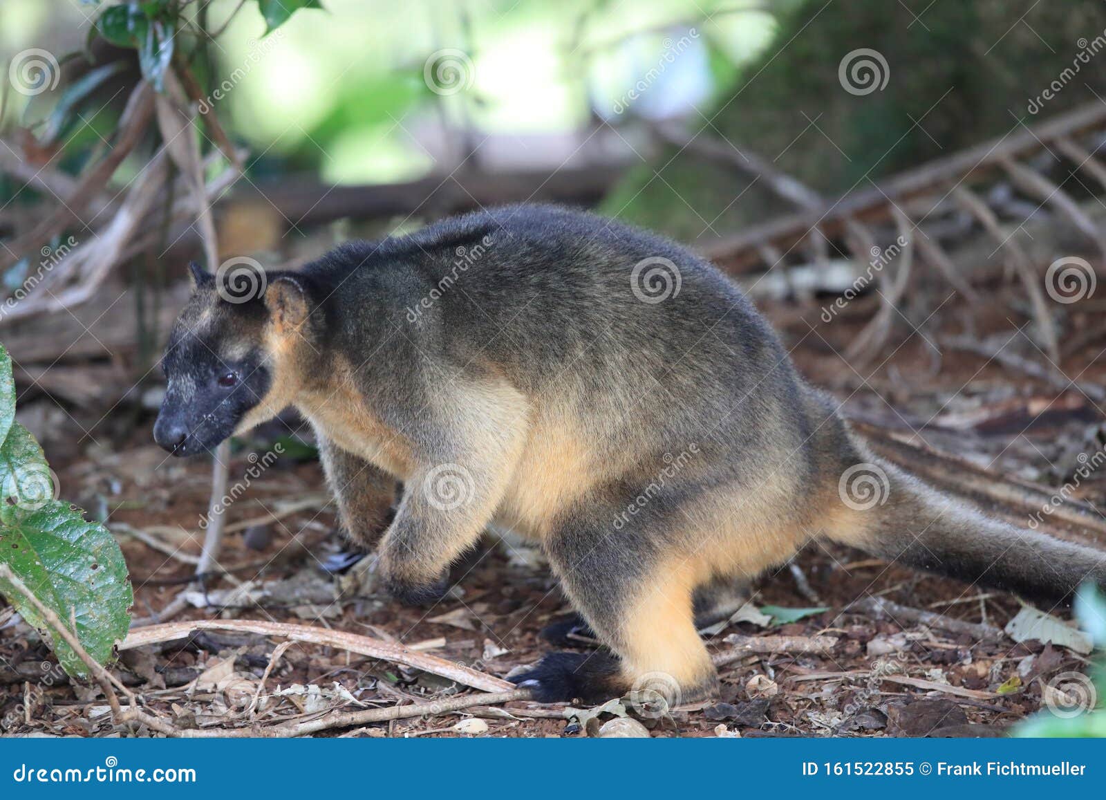 a lumholtz& x27;s tree-kangaroo & x28;dendrolagus lumholtzi& x29; queensland, australia