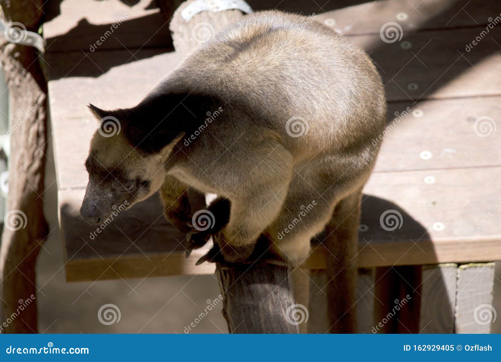 the lumholtz tree kangaroo is balancing on a branch