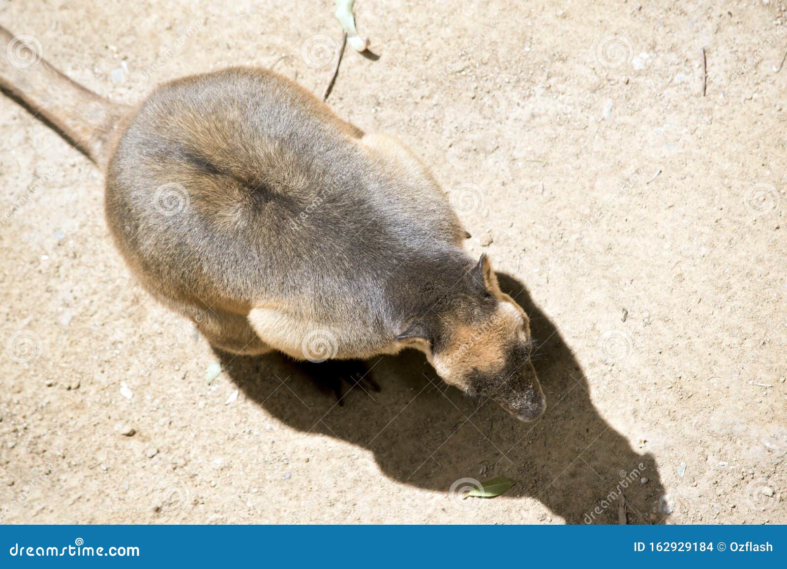 the lumholtz tree kangaroo is on the ground