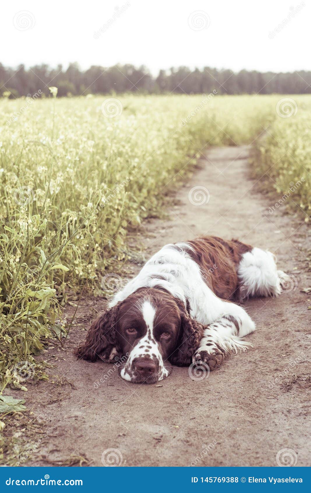 Lumière Dépagneul De Springer Anglais De Race De Chien Dans