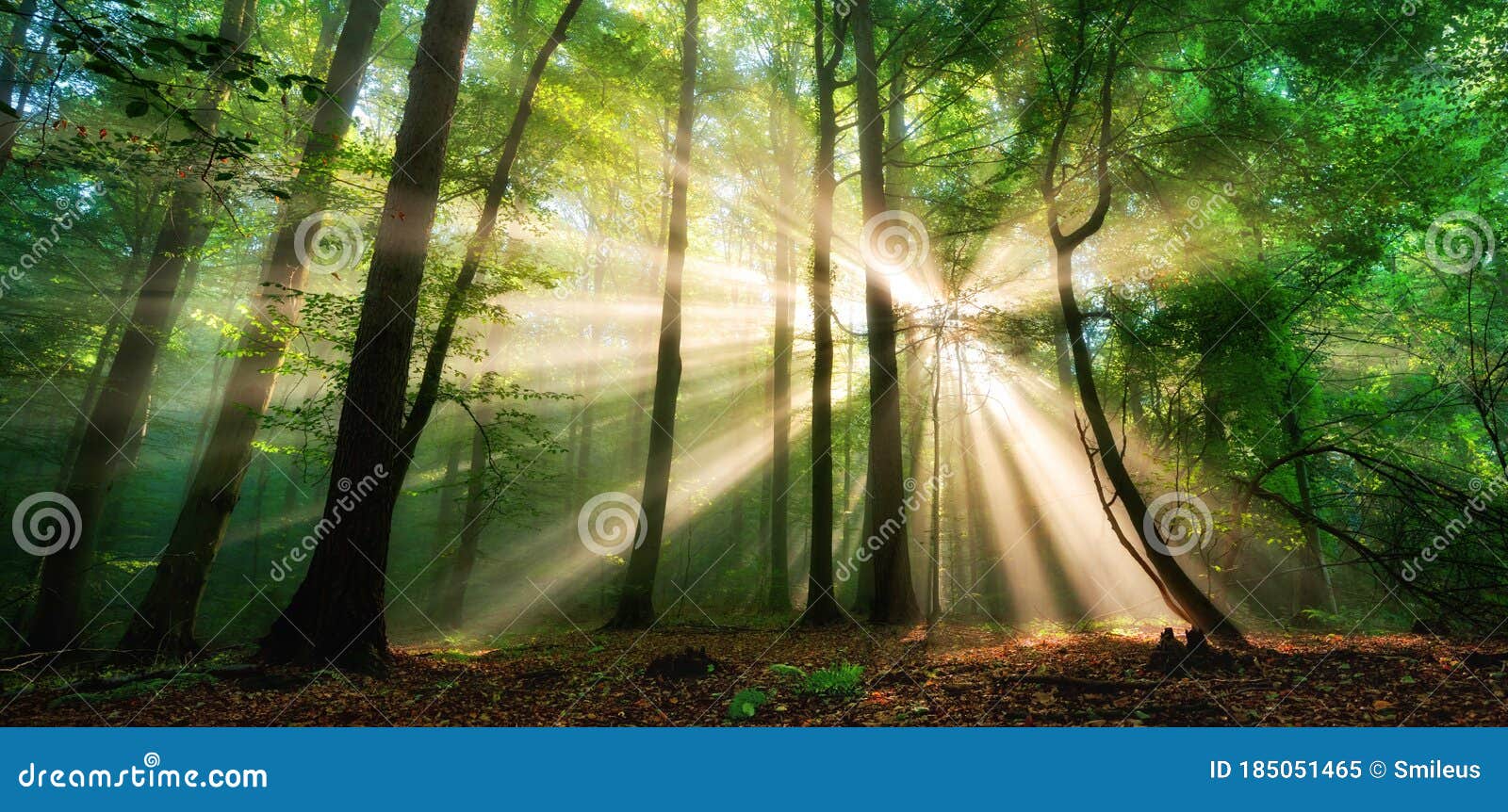 luminous rays of sunlight in a misty green forest