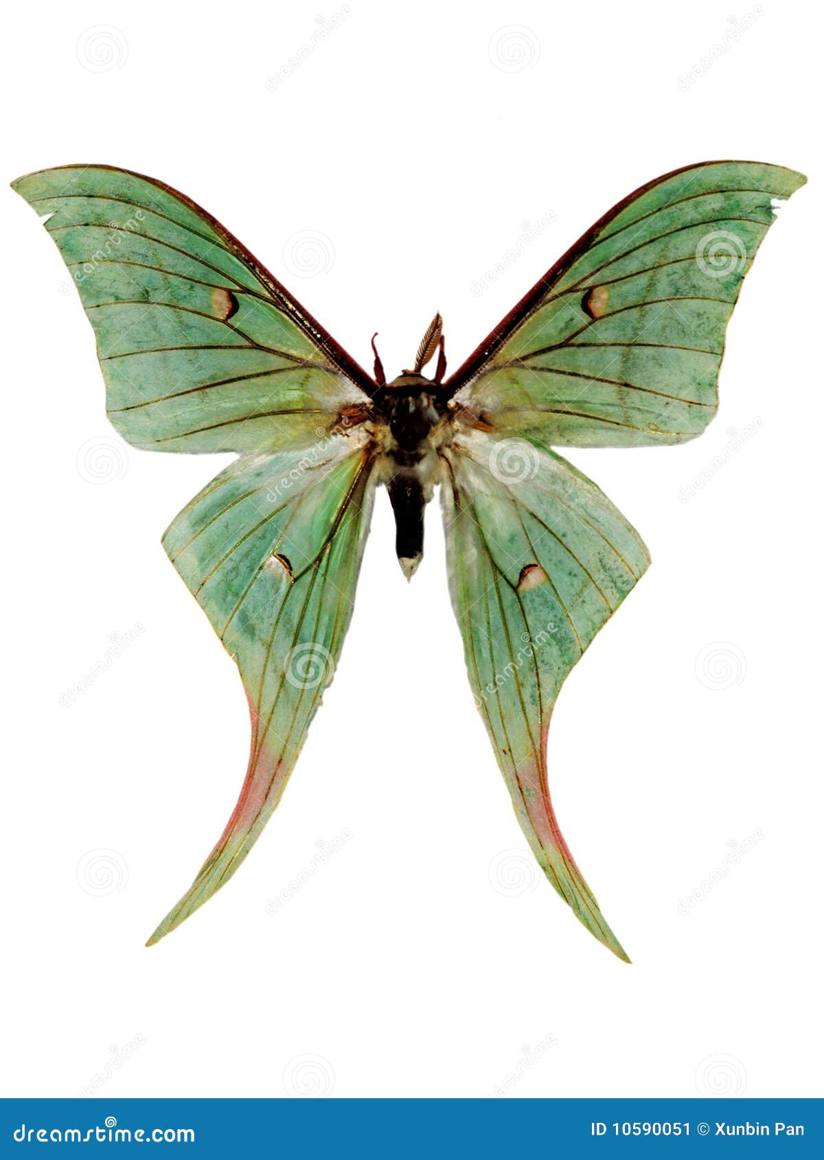 luna moth