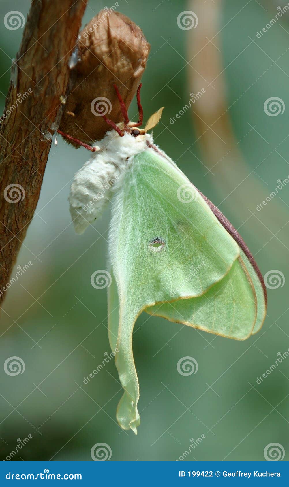 Luna Moth Cocoon Photos Free Royalty Free Stock Photos From Dreamstime Luna Moth Cocoon Photos Free Royalty Free Stock Photos From Dreamstime
