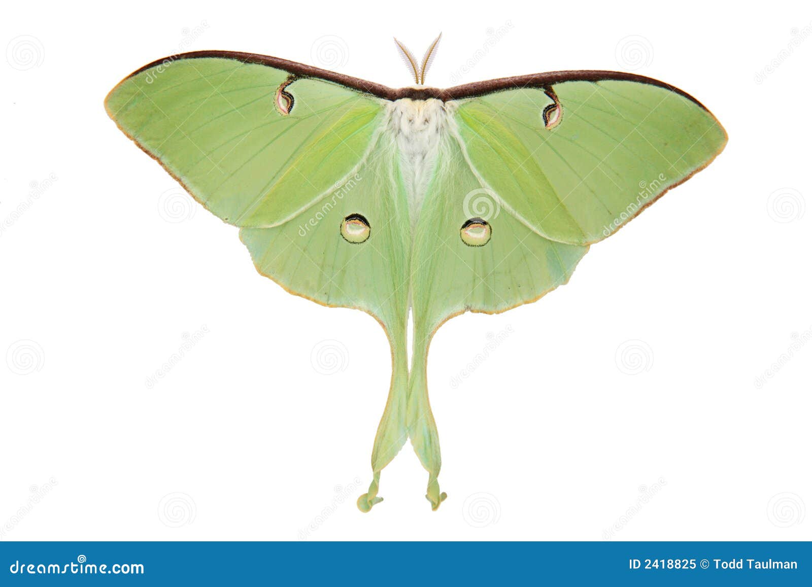 luna moth (actias luna)
