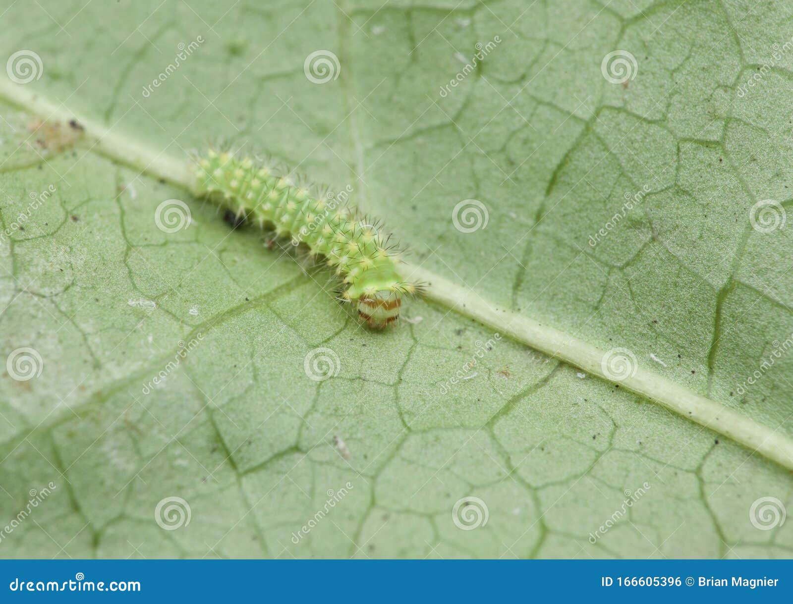 Luna Moth Caterpillar On Sweet Gum Leaf Stock Photo Image Of Photographed Baby Luna Moth Caterpillar On Sweet Gum Leaf Stock Photo Image Of Photographed Baby