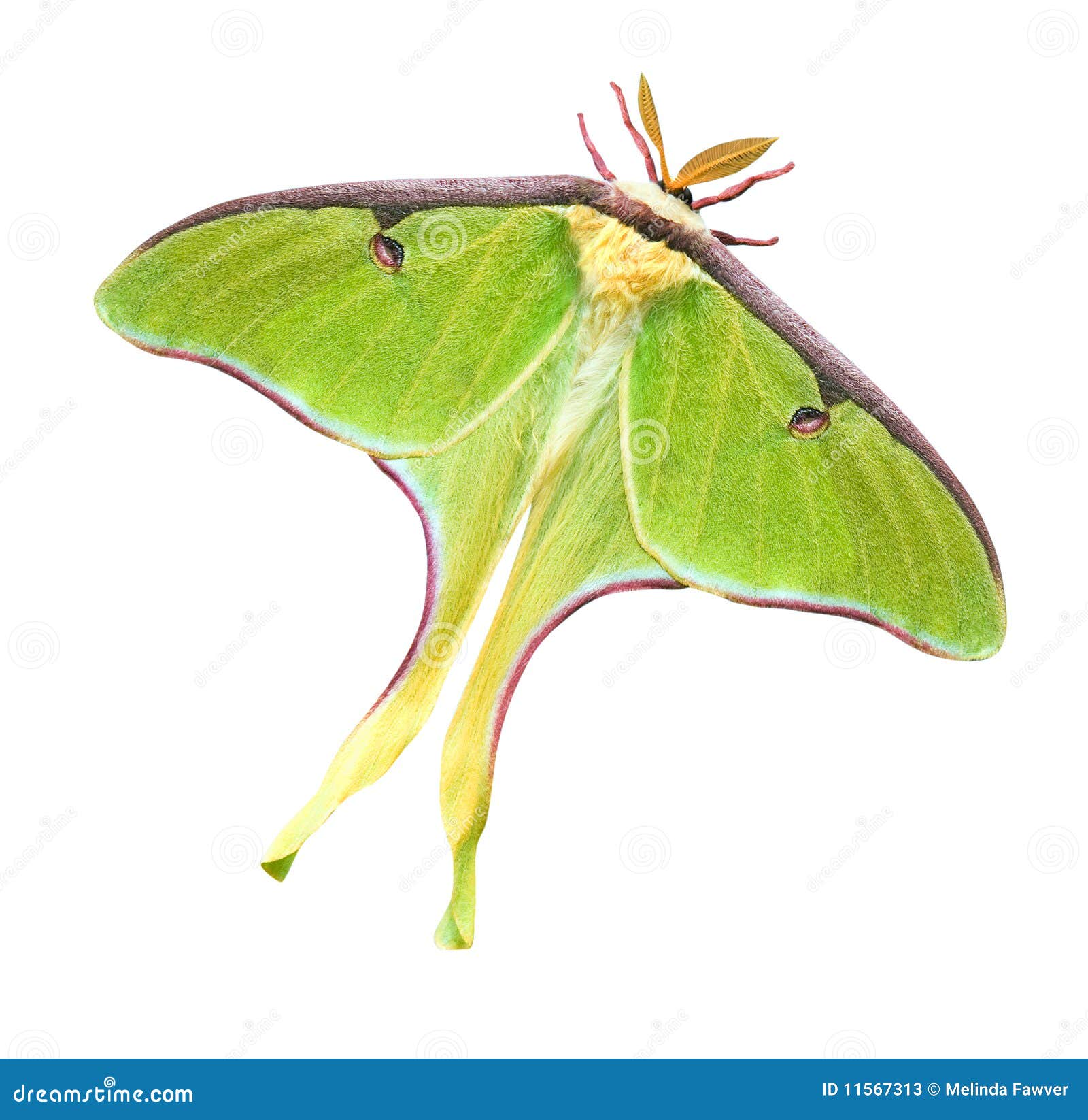 luna moth with clipping path