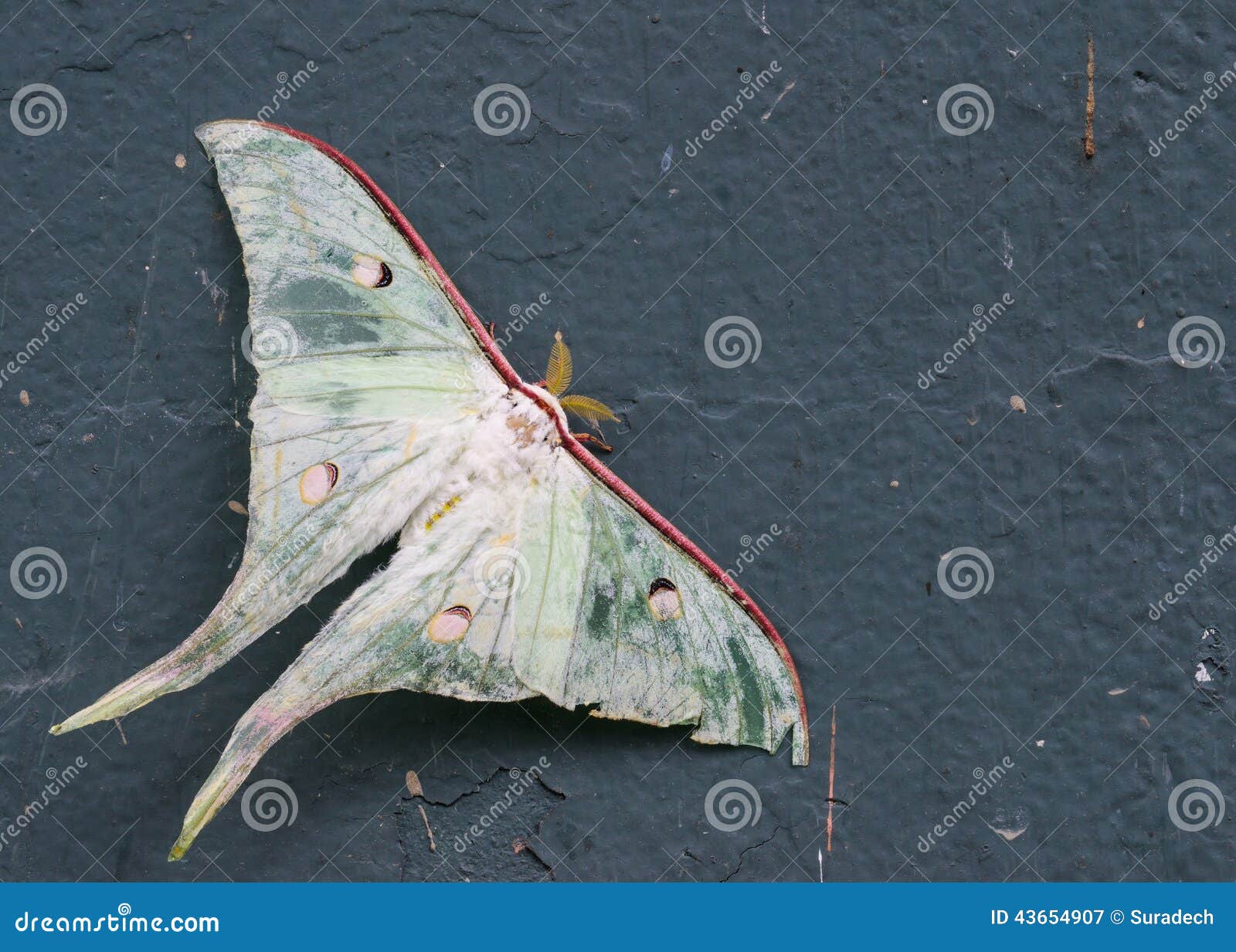 Luna moth injury stock image. Image of nocturnal, outdoors 43654907